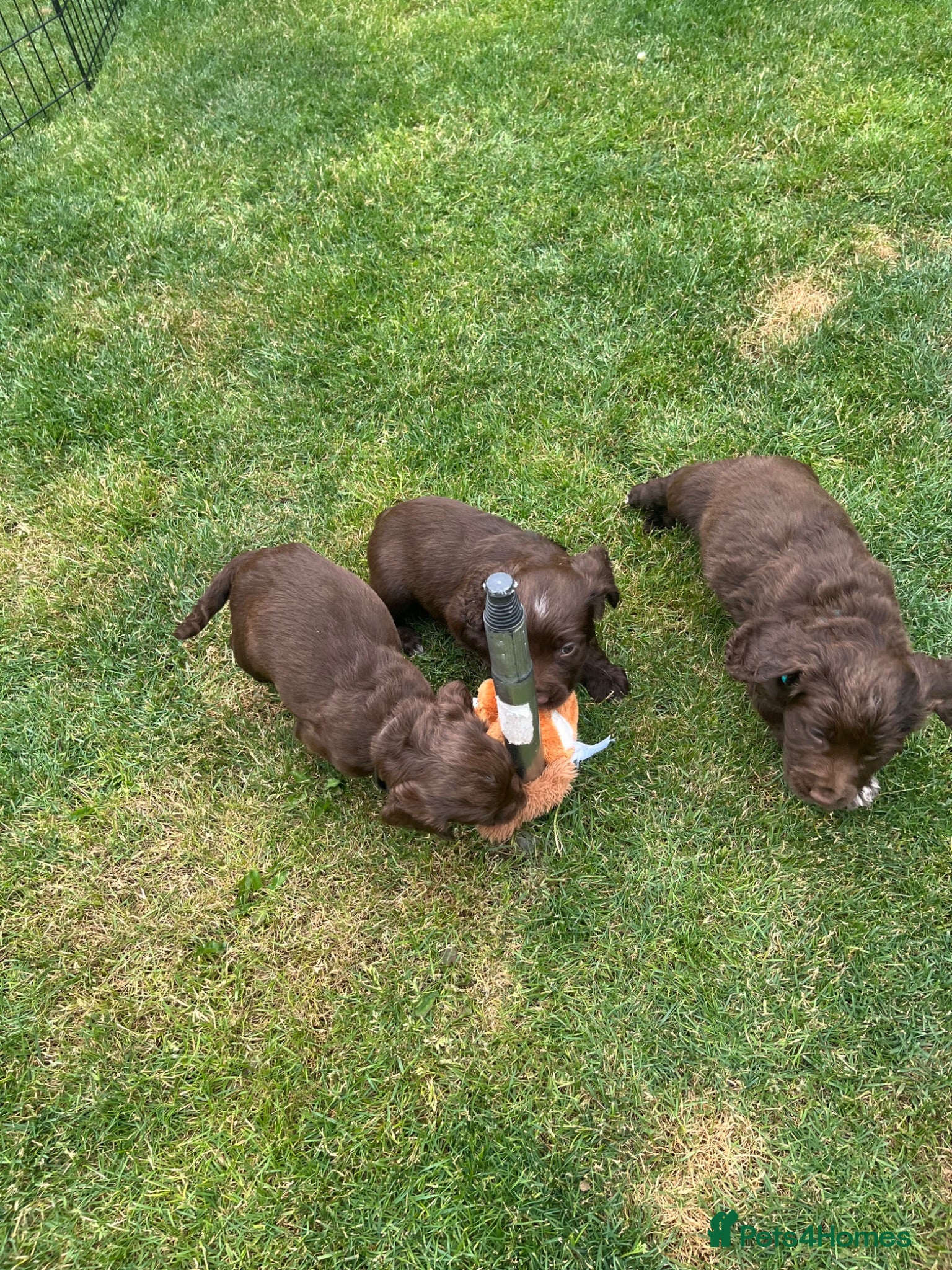 Sprocker dogs F1 Beautiful sprocker puppies 2 girls 1 boy left  - Advert 2