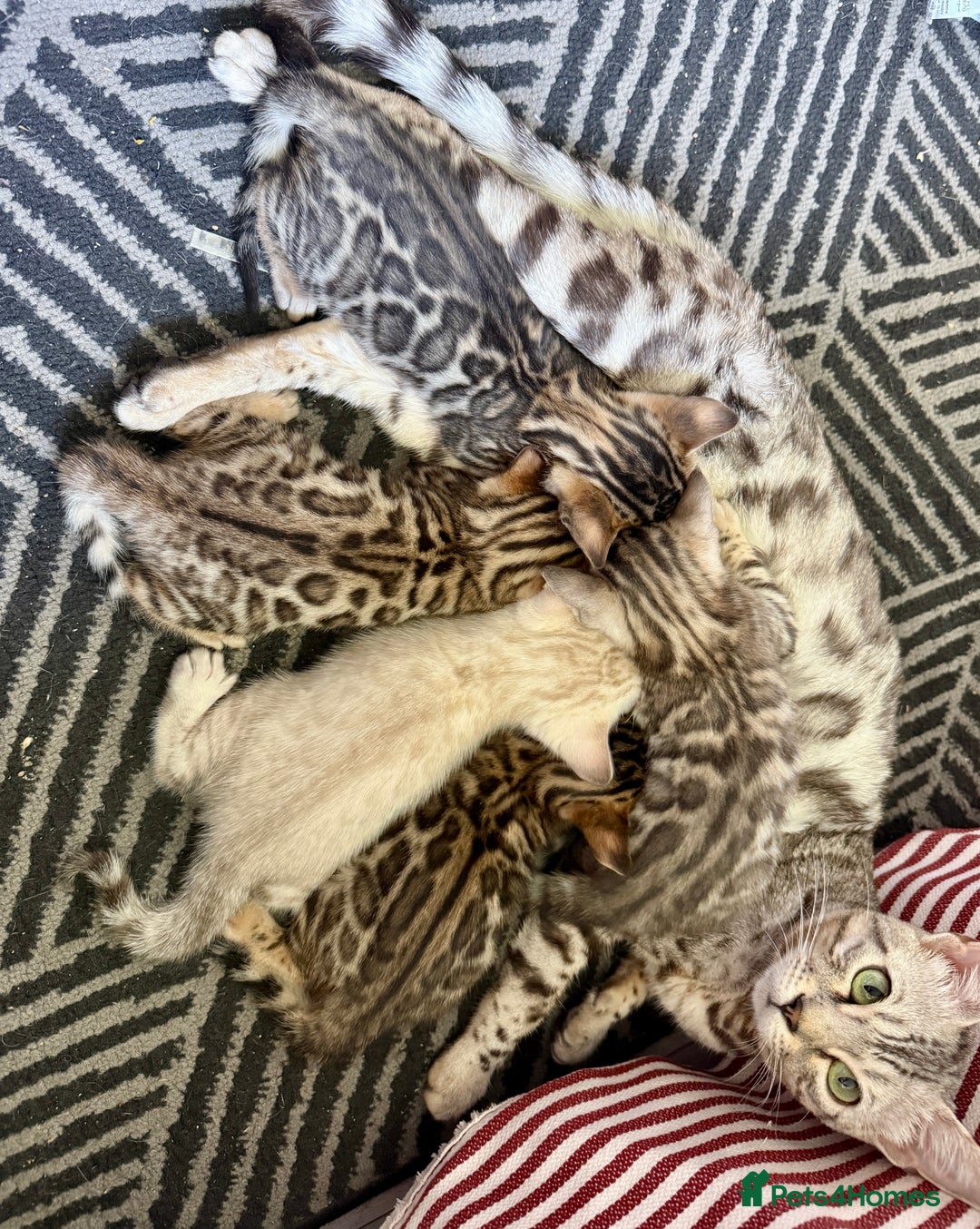 Bengal cats for sale: 5 Exceptional TICA Registered Glitter Bengals  in Bristol - Image 19