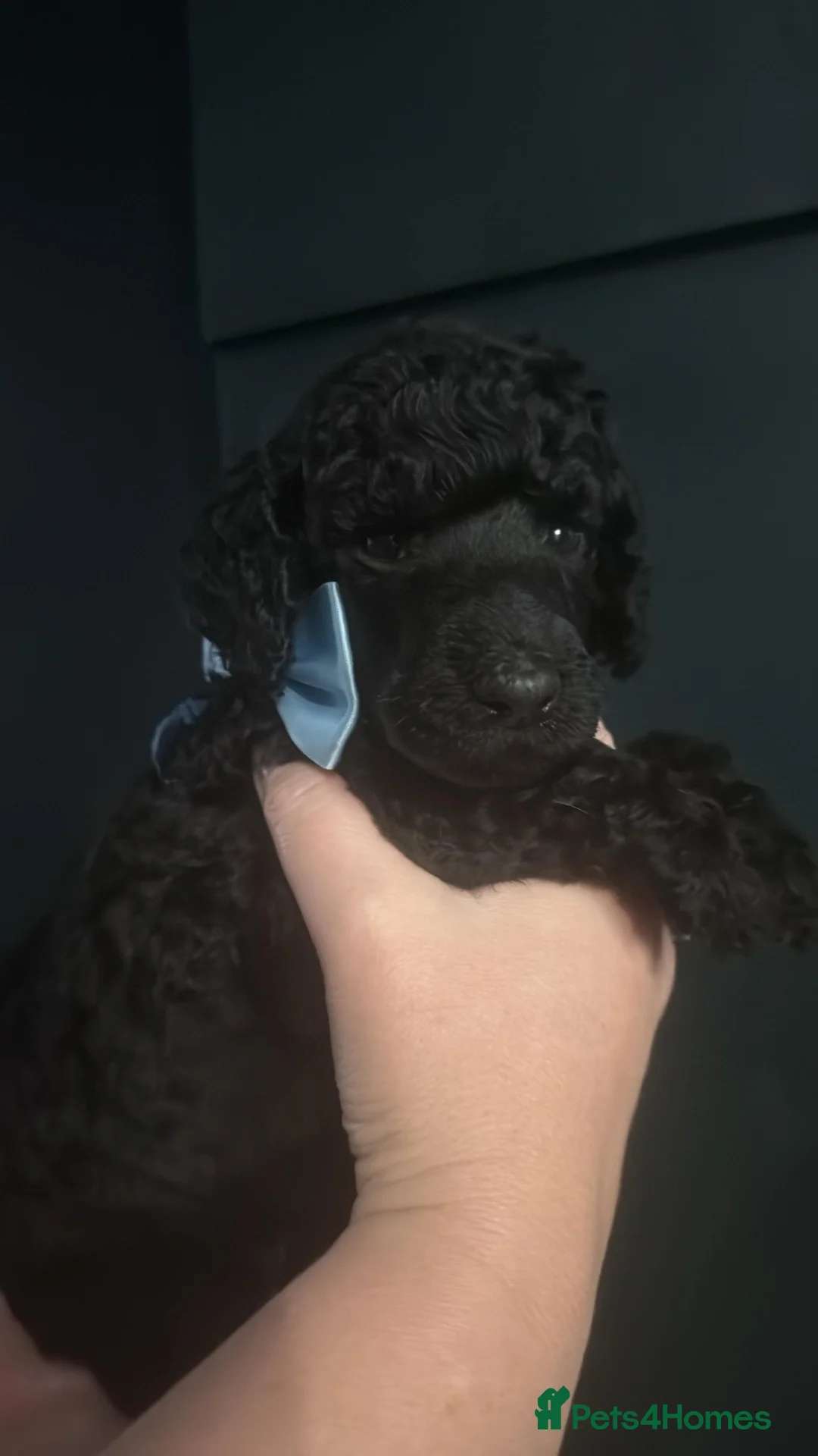 Standard Poodle dogs for sale: KC STANDARD POODLES HEALTH TESTED PARENTS  - Advert 16