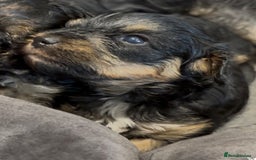 Yorkiepoo dogs for sale: 1x Yorkiepoo F2 Girl Puppy remaining  - Image 13