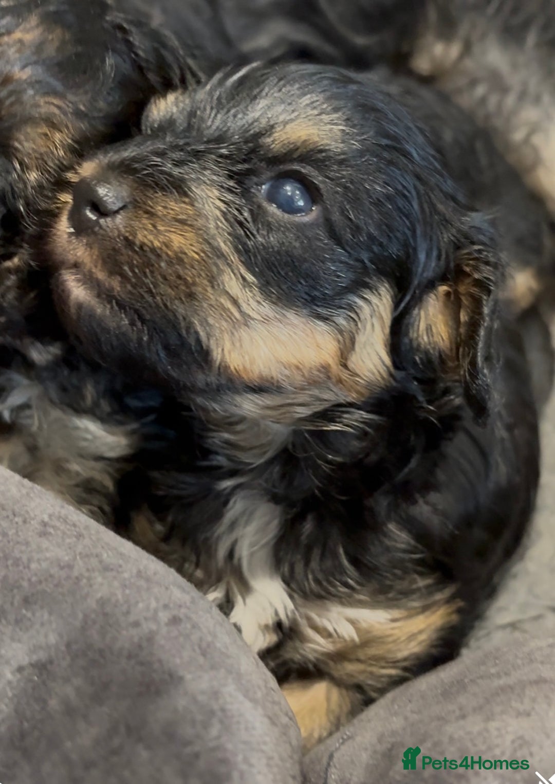 Yorkiepoo dogs for sale: 1x Yorkiepoo F2 Girl Puppy remaining  - Image 13