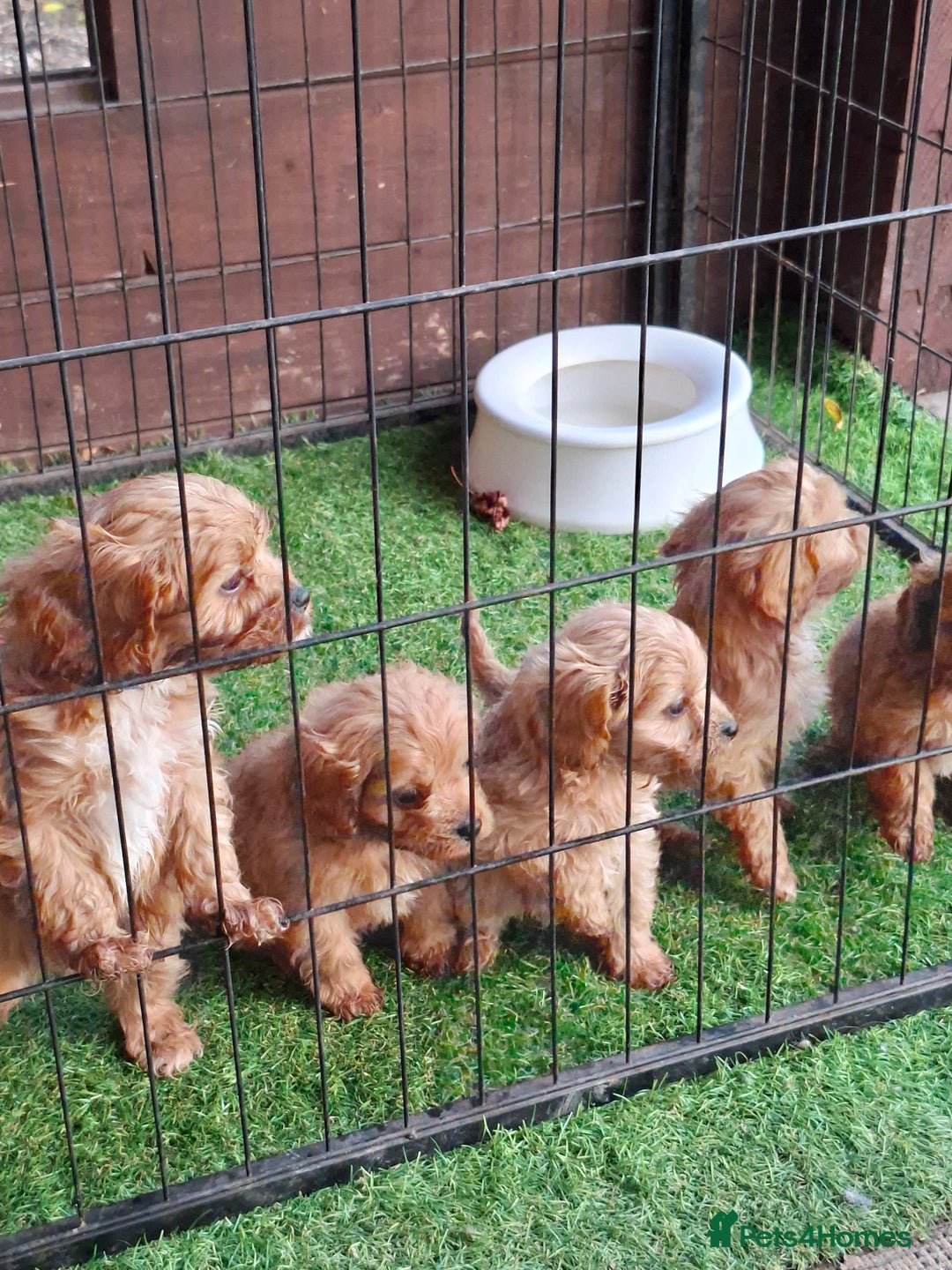 Cavapoo dogs for sale: Adorable F1 Cavapoo puppies  - Advert 9