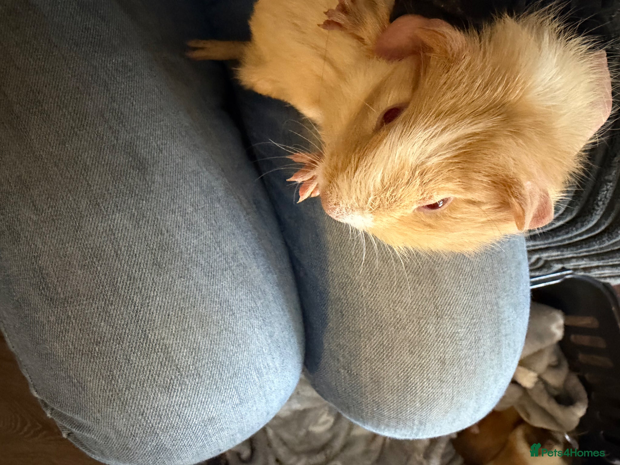 Guinea Pig rodents 2 Abyssinian x Rex and 3 teddy x Cali sows ready  - Advert 2