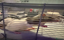 Rat rodents for sale: Female Rats x2 - Image 5
