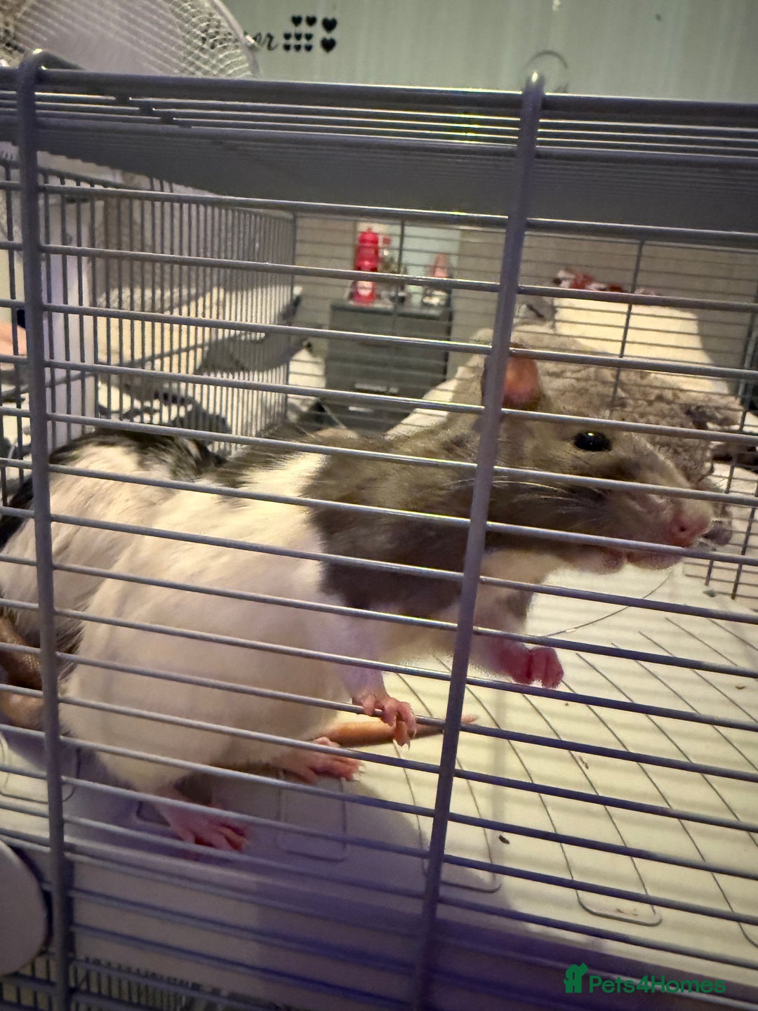 Rat rodents for sale: Female Rats x2 - Image 5