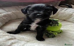 Mixed Breed dogs for sale: Gorgeous Plummer Terrier X Toy Poodle - Image 10
