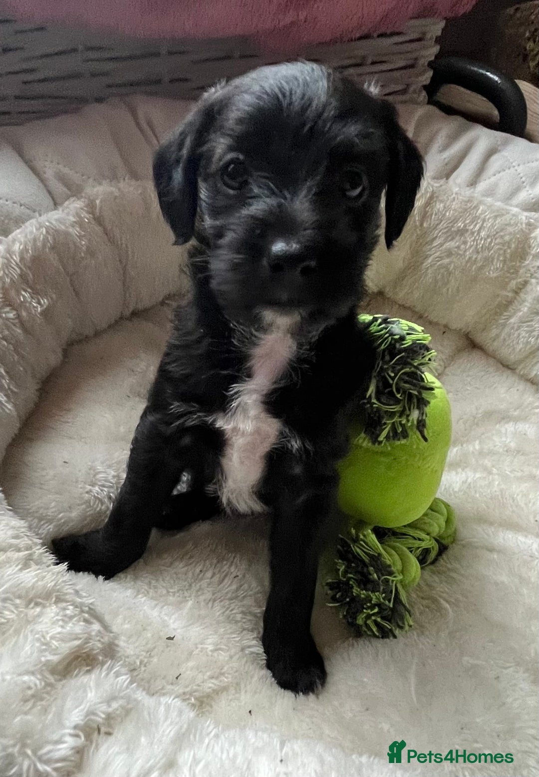 Mixed Breed dogs for sale: Gorgeous Plummer Terrier X Toy Poodle - Image 10