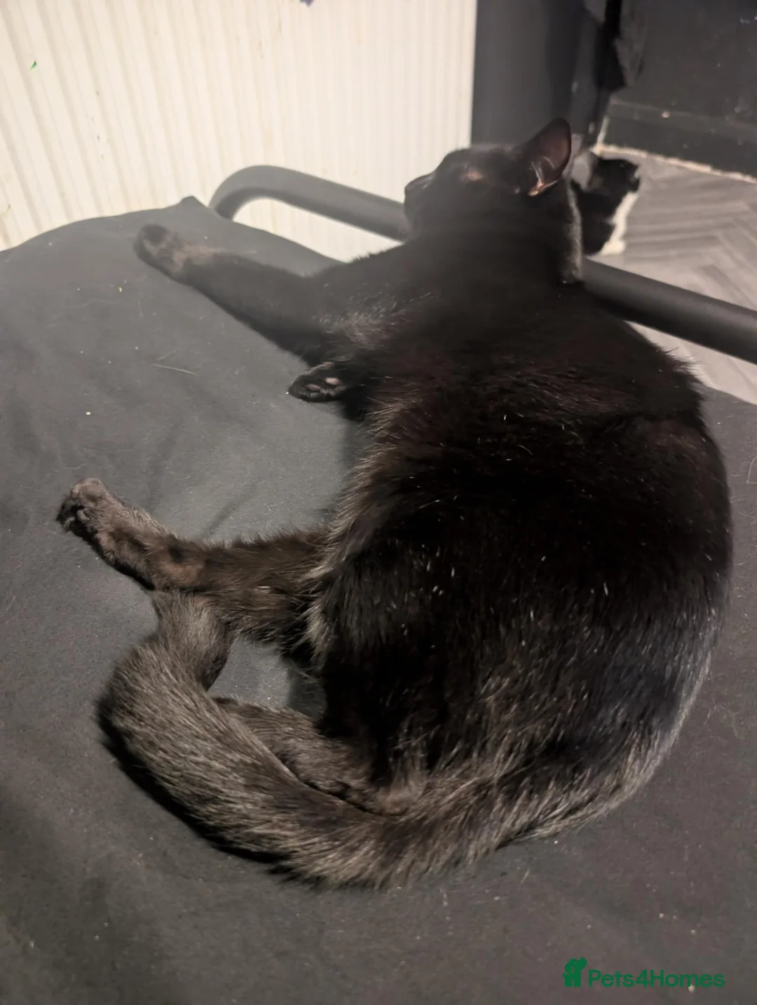 Mixed Breed cats for sale:  **  2 boys in Leeds - Advert 6