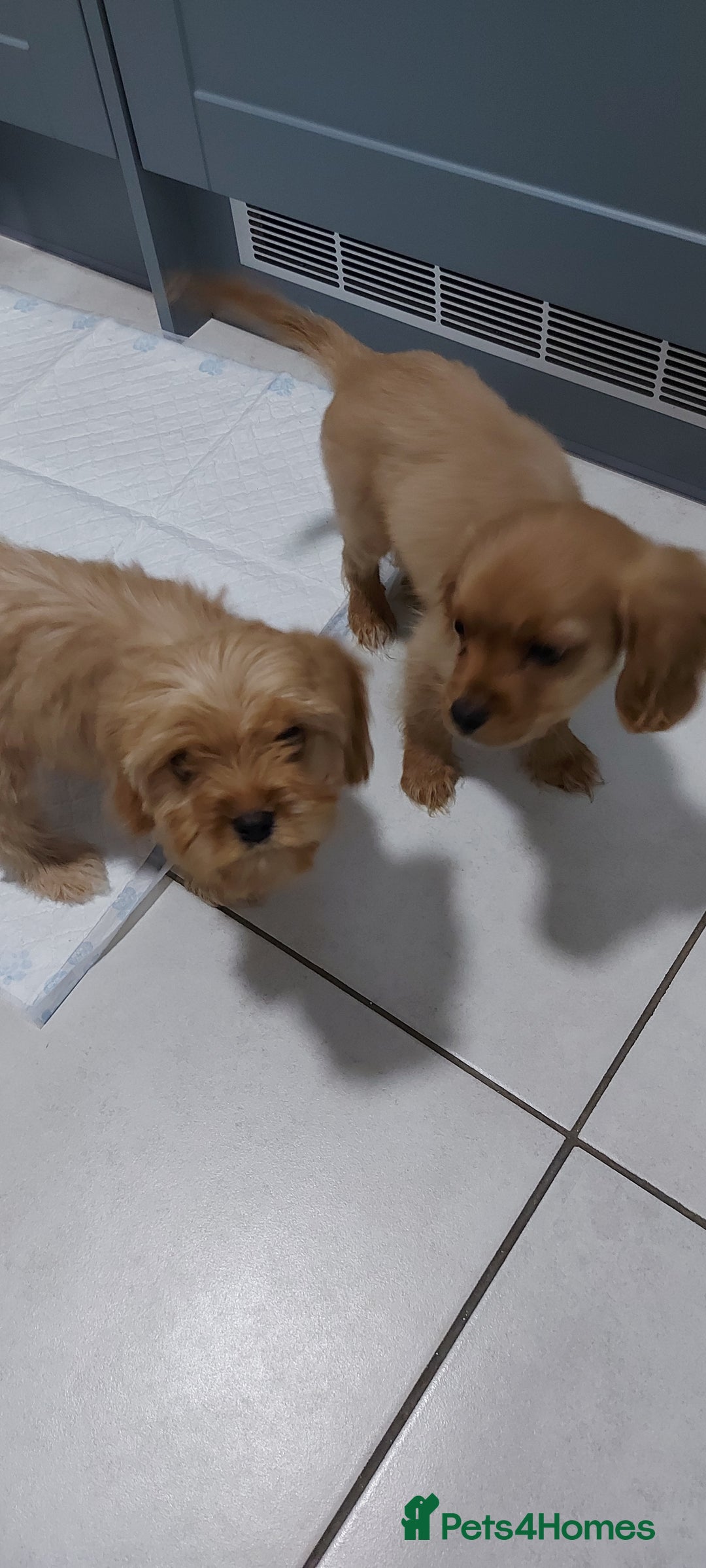 Cavachon dogs for sale: Teddy bear  male  cavachon puppy for sale - Advert 15