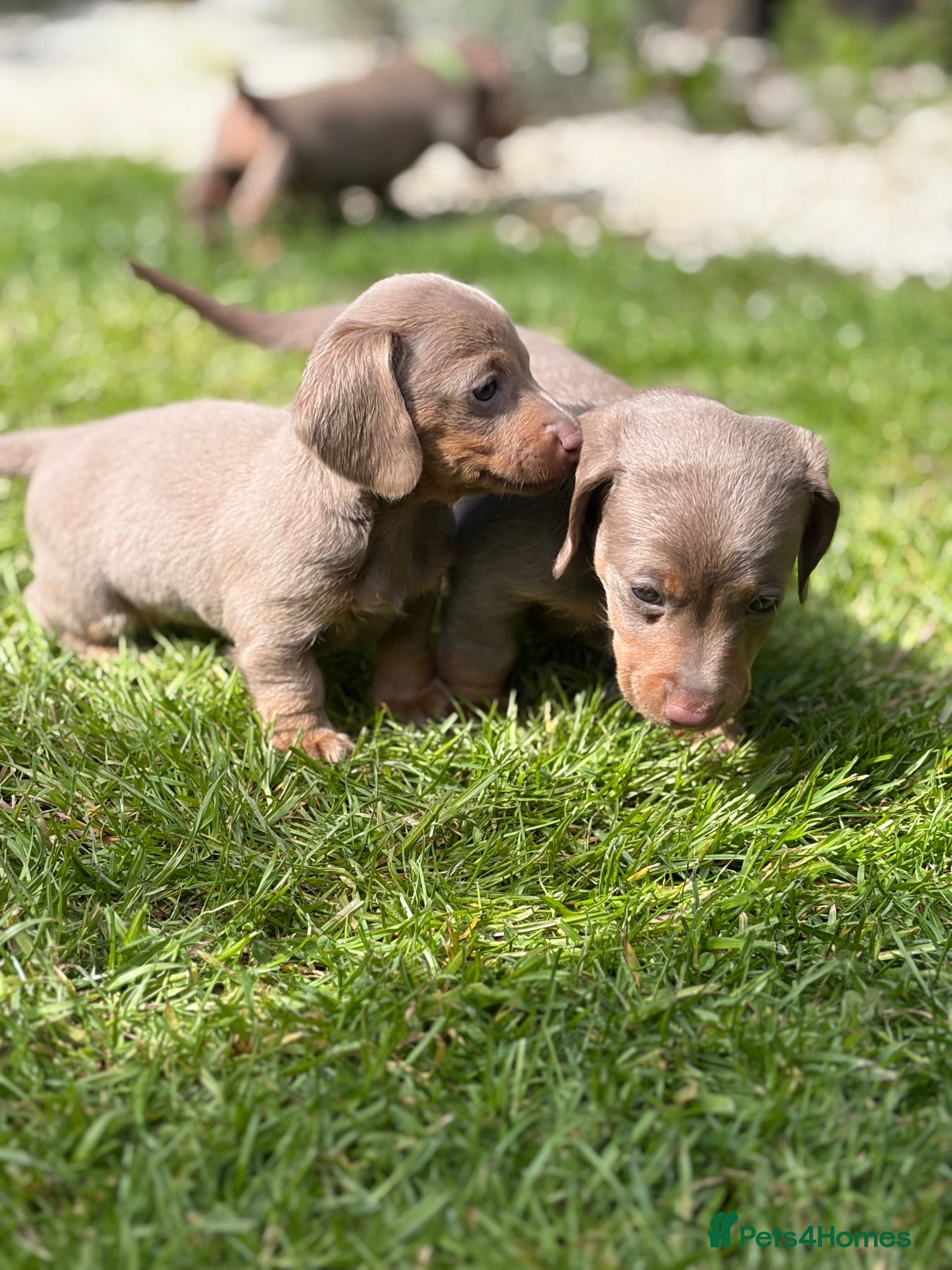 Miniature Dachshund dogs Mini Daxi Puppies Smooth Haired  - Advert 18