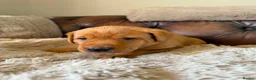 Labrador Retriever dogs for sale: Fox red Labradors puppy  in Yelverton - Advert 10