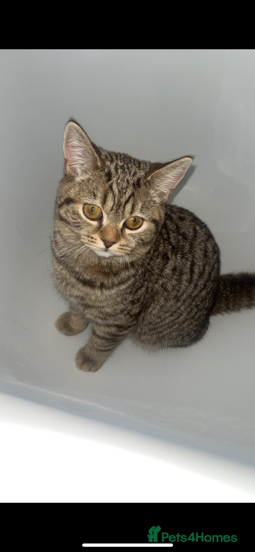British Shorthair cats Female British shorthair - Advert 4