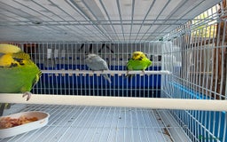 Finches birds for sale: Finches, Canaries and Budgies - Image 11