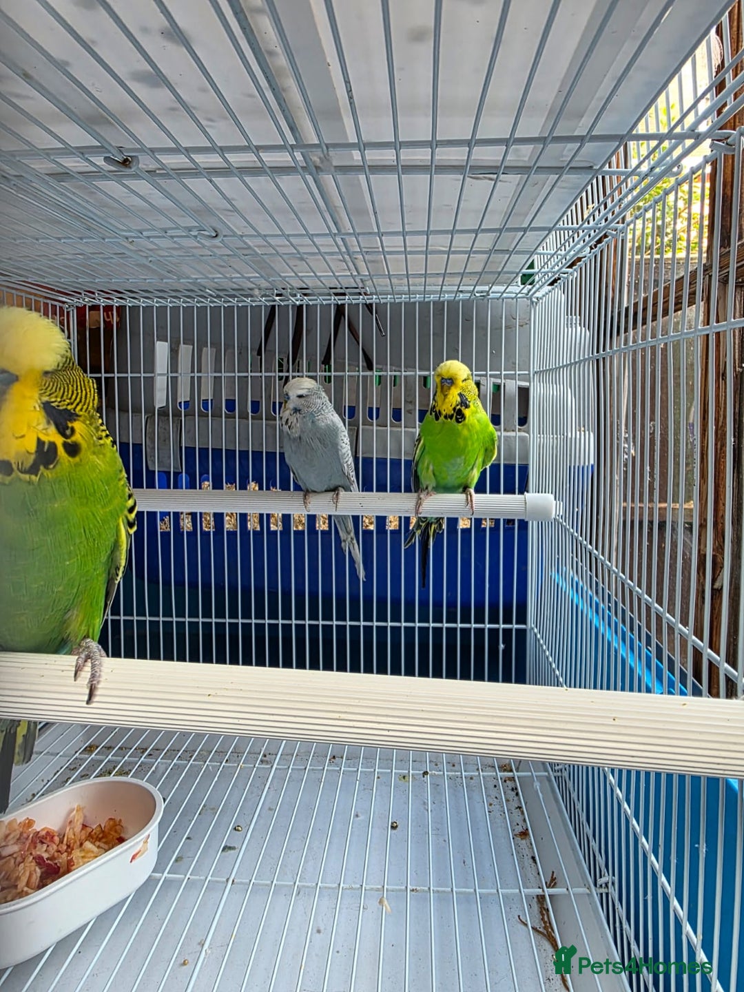 Finches birds for sale: Finches, Canaries and Budgies - Image 11