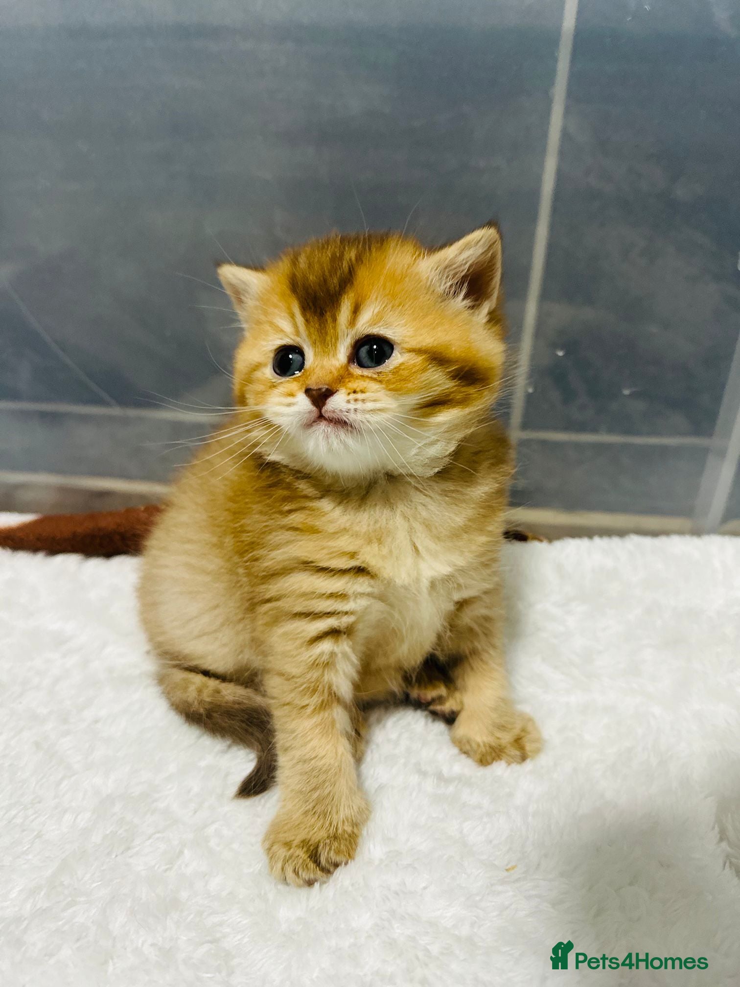 British Shorthair cats Top Quality British Shorthair Golden Kittens - Advert 2