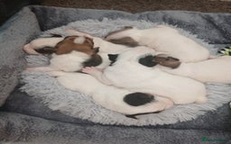 Jack Russell dogs for sale: Jack Russell  - Advert 3