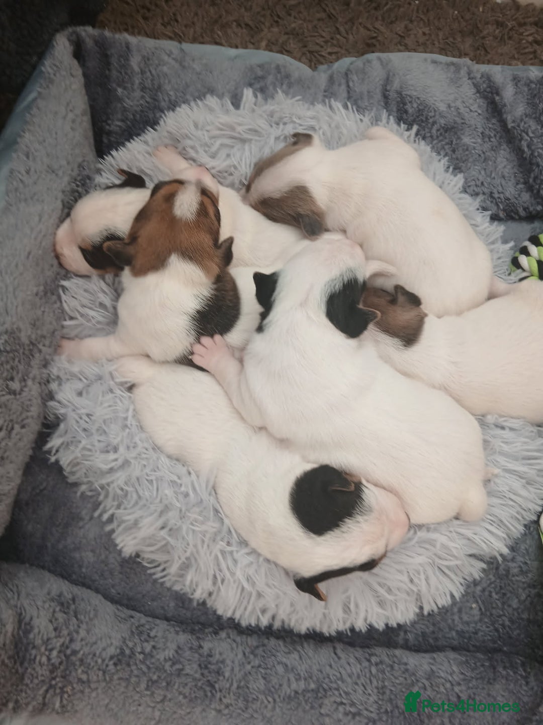 Jack Russell dogs for sale: Jack Russell  - Advert 3