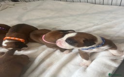 Boxer dogs for sale: Stunning Kc Boxer Puppies - Image 22