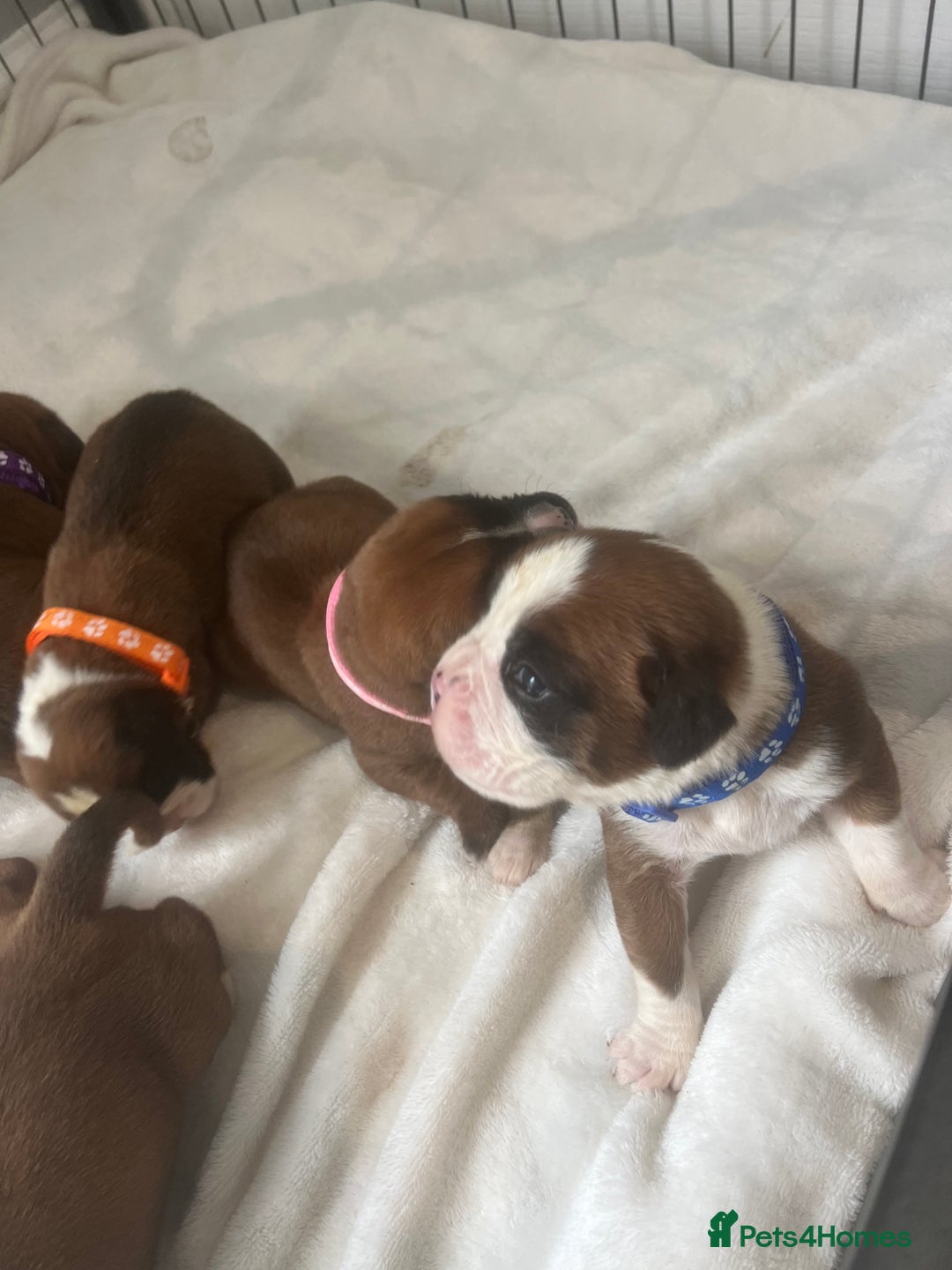 Boxer dogs for sale: Stunning Kc Boxer Puppies - Image 22
