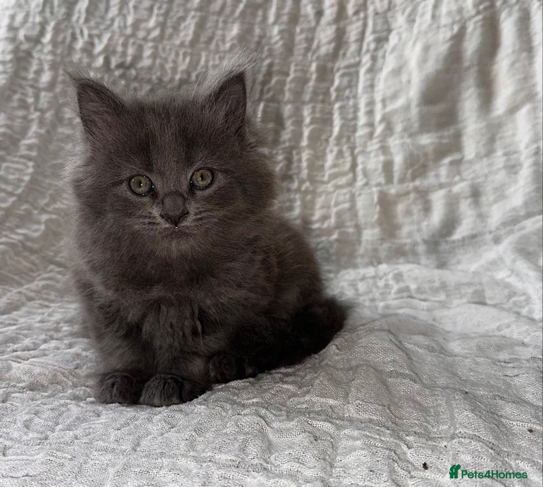 Maine Coon cats for sale: GORGEOUS MAINE COON KITTENS - Image 21