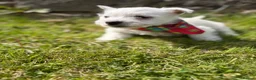 West Highland Terrier dogs for sale: Gorgeous Westie female puppies - Advert 11