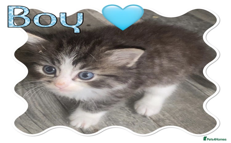Ragdoll cats - Advert 14