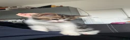 Mixed Breed cats for sale: Male kitten  - Advert 4