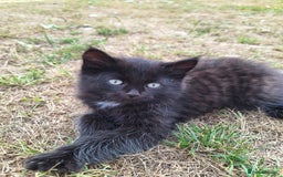 British Shorthair cats for sale: 4 short haired kittens  - Image 5