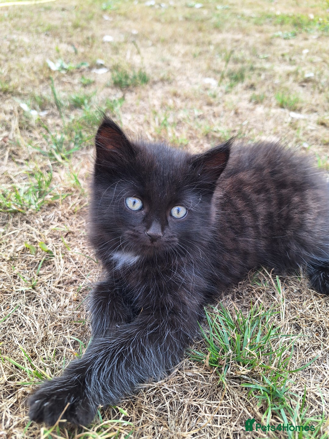 British Shorthair cats for sale: 4 short haired kittens  - Image 5