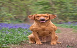 Labrador Retriever dogs for stud: 0/0 Hip & Elbows, Fully Health Tested in Tadcaster - Image 17