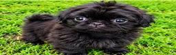 Shih Tzu dogs for sale: The Original Teddybear Puppies!  - Advert 4