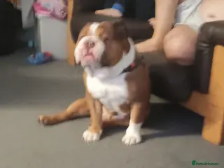 English Bulldog dogs Male very loving - Advert 1