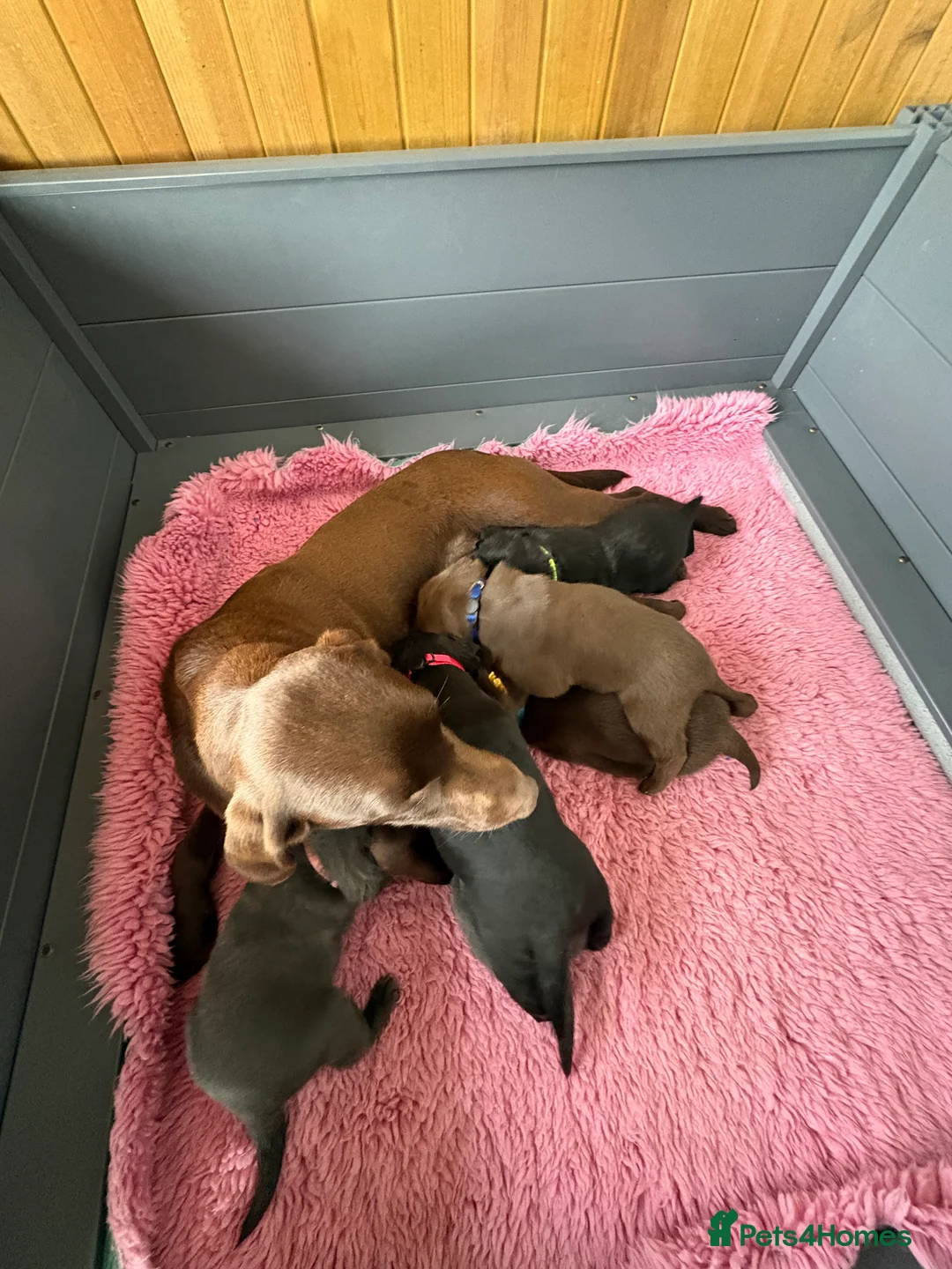 Labrador Retriever dogs for sale: Gorgeous KC, Charcoal, Chocolate and Black Labs - Advert 2