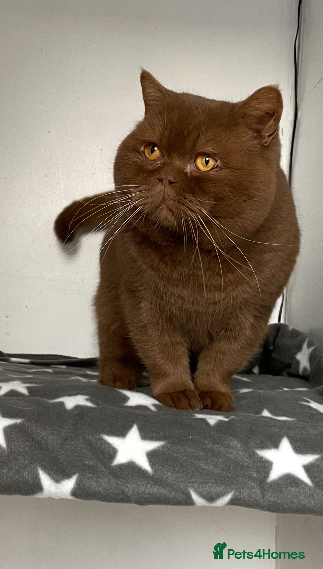 British Shorthair cats for stud: 🧸. CINNAMON CARRYING CHOCOLATE GCCF TICA  - Advert 5