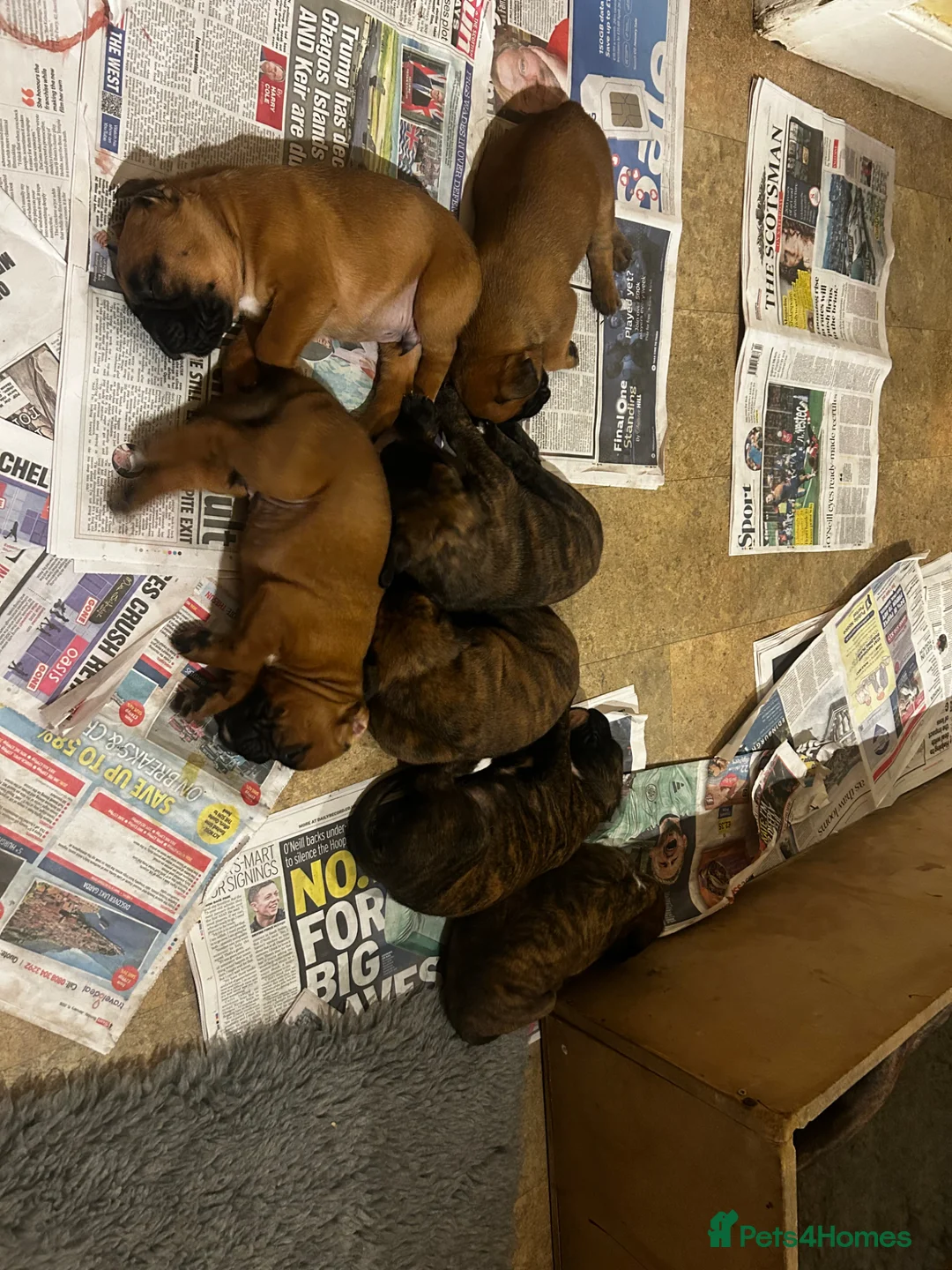Boxer dogs for sale: Beautiful boxer puppies  in Melrose - Advert 1