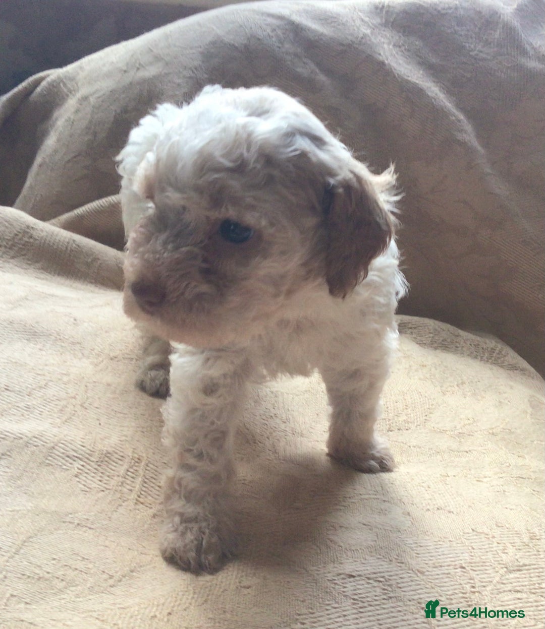 Lagotto Romagnolo dogs for sale: Pedigree Kennel Club Registered Lagotto Romagnolo - Image 16