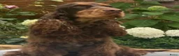 Cocker Spaniel dogs for sale: Stunning cocker spaniels in Doncaster - Advert 8
