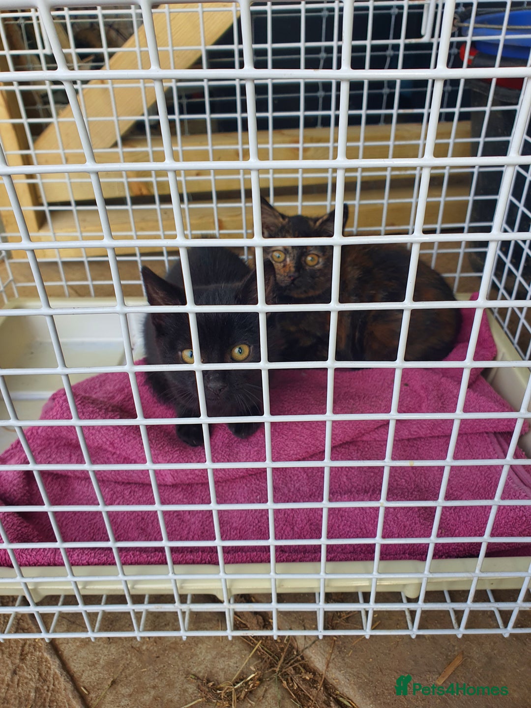 Mixed Breed cats for sale: 2 female kittens - Advert 3