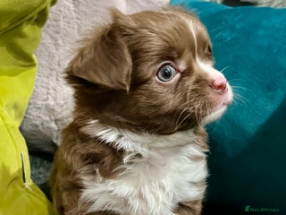 Chihuahua dogs KC Chihuahua Long Haired - Advert 10