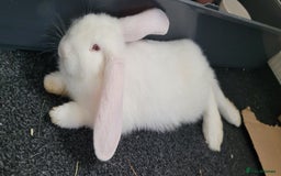 French Lop rabbits for sale: Giant French lop x giant continental  - Image 4