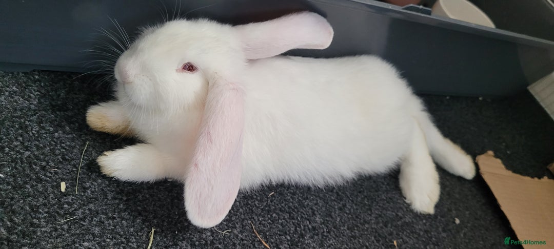 French Lop rabbits for sale: Giant French lop x giant continental  - Image 4