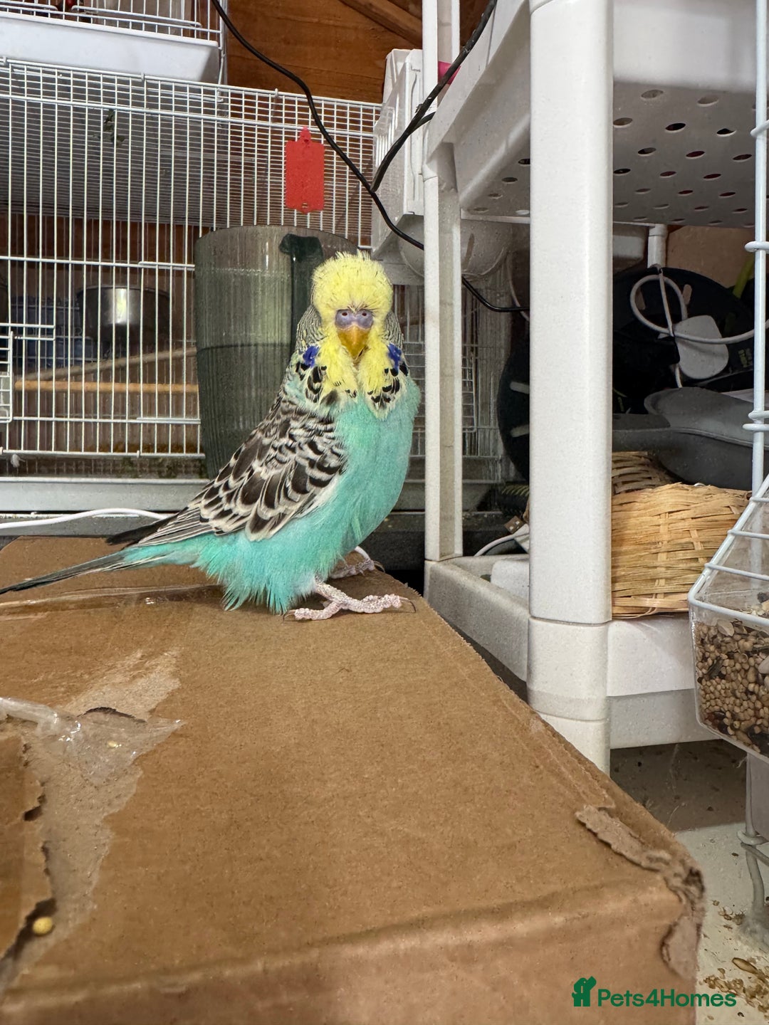 Budgerigars birds for sale: Exhibition budgie flock  - Image 18