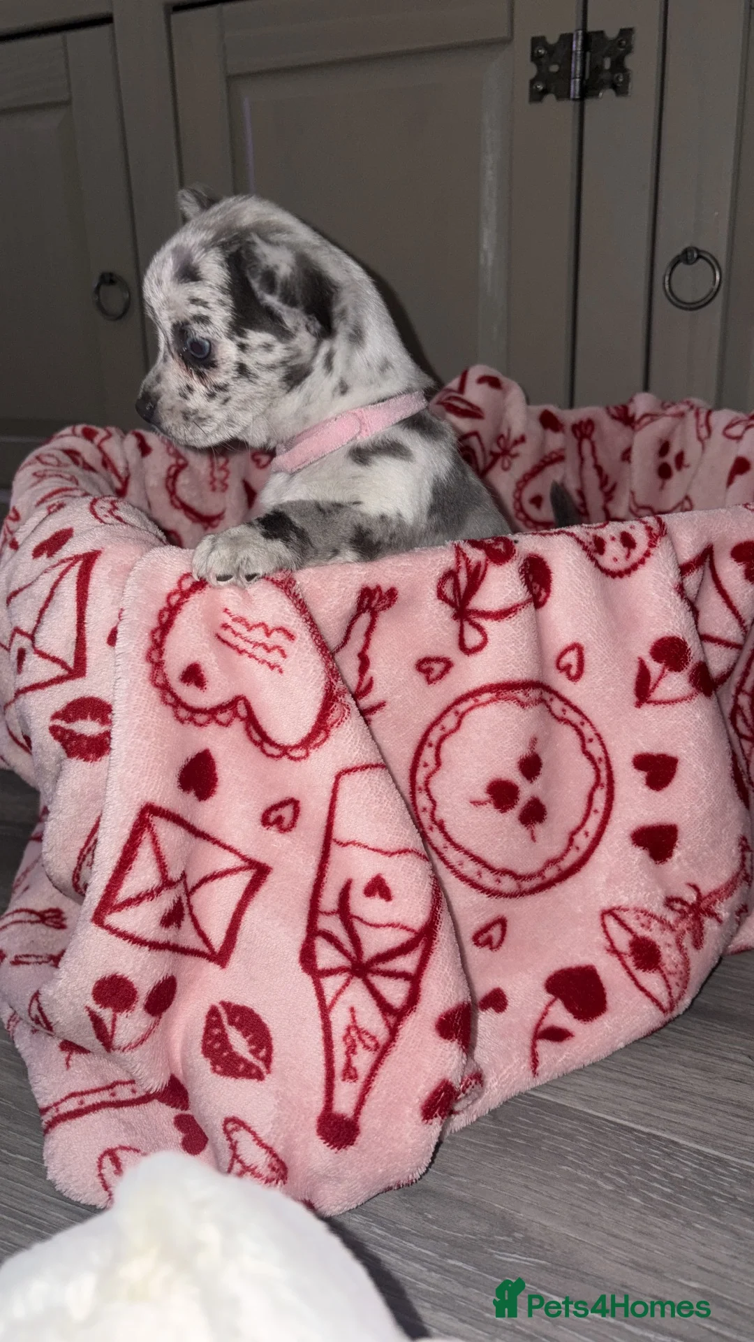 Chihuahua dogs for sale: Female Merle Chihuahua puppy - Advert 9