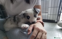 Border Collie dogs for sale: Teddy and cali are expecting!!!  - Image 5