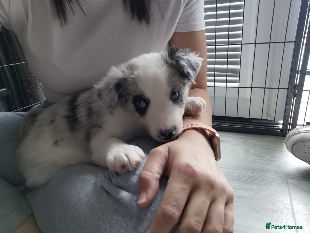 Border Collie dogs for sale: Teddy and cali are expecting!!!  - Image 5