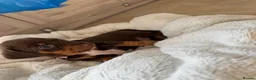 Miniature Dachshund dogs for sale: Chocolate and tan miniature dachshund puppies in Bristol - Advert 6