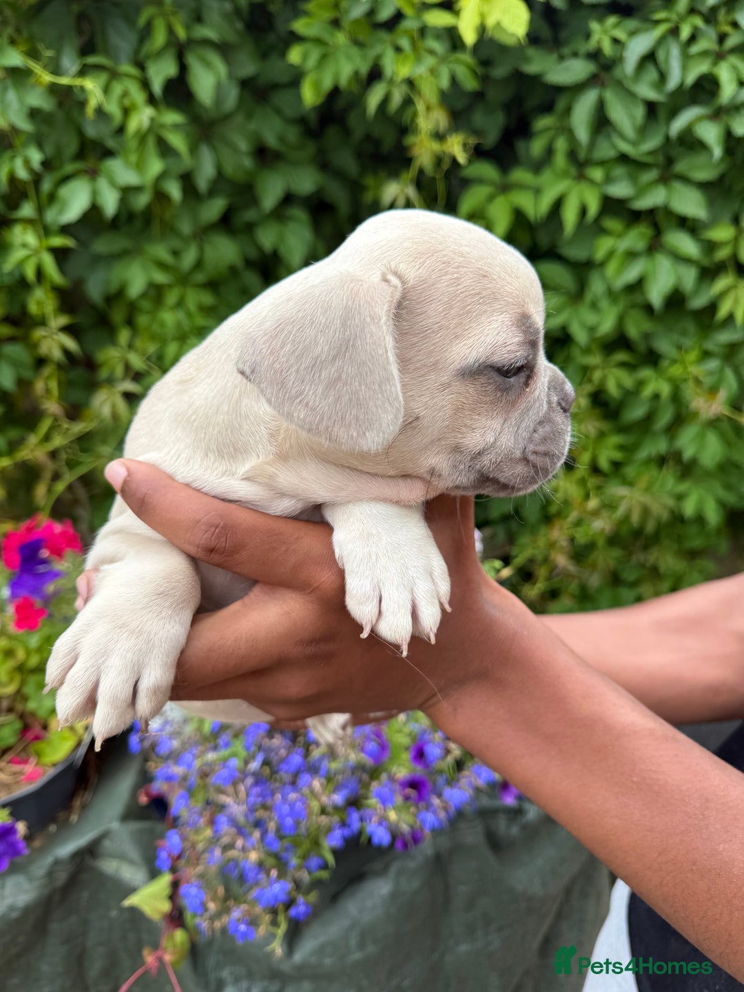 French Bulldog dogs for sale: French bulldog puppies ready now. - Image 8