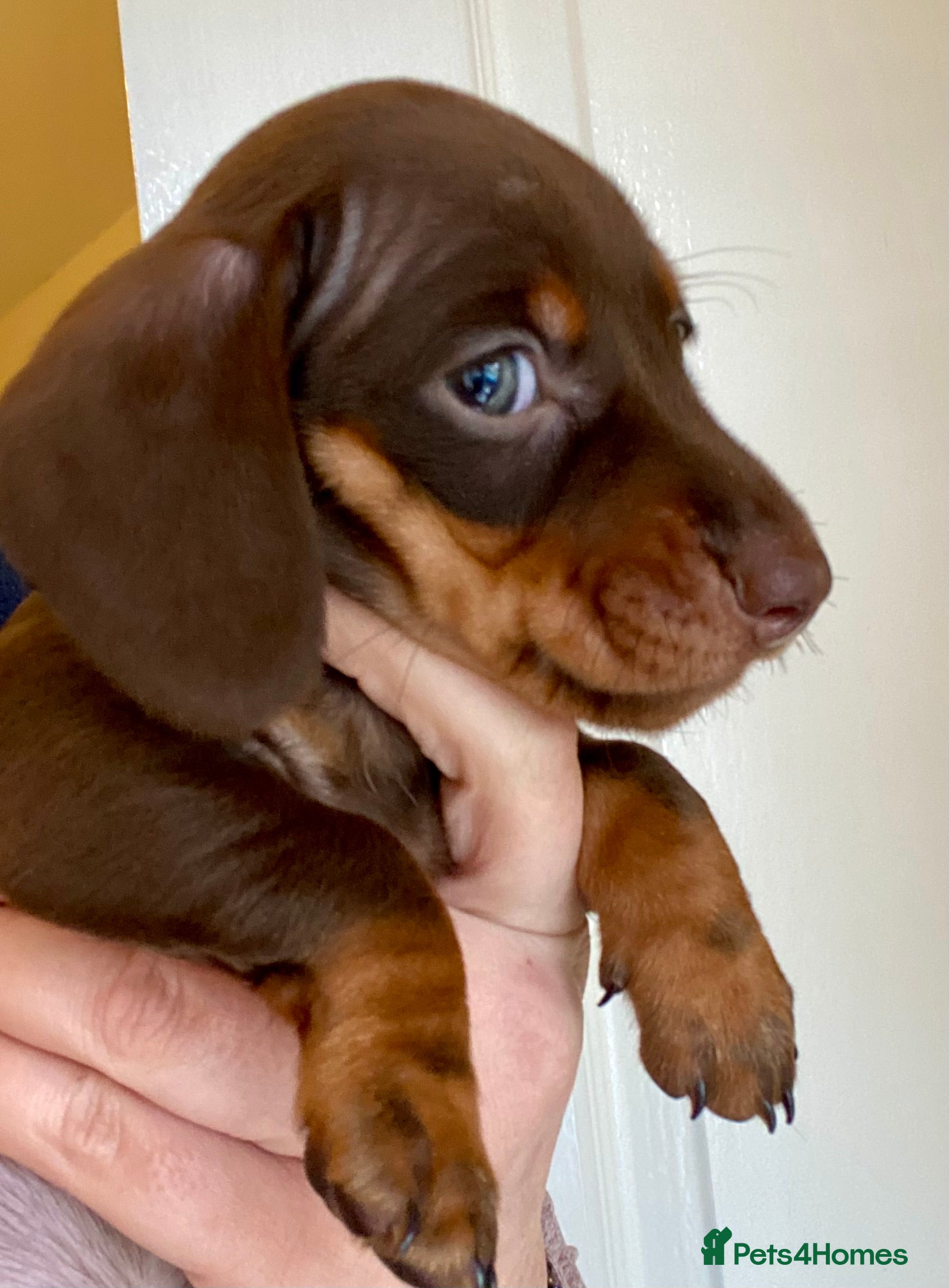 Miniature Dachshund dogs ONLY 2 MALES NOW AVAILABLE  - Advert 4
