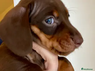 Miniature Dachshund dogs ONLY 2 MALES NOW AVAILABLE - Advert 4