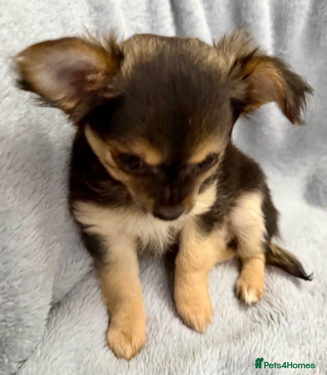 Chihuahua dogs for sale: Female, Stunning Black tri colour LC  - Advert 18
